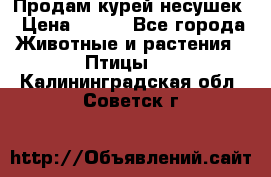 Продам курей несушек › Цена ­ 350 - Все города Животные и растения » Птицы   . Калининградская обл.,Советск г.